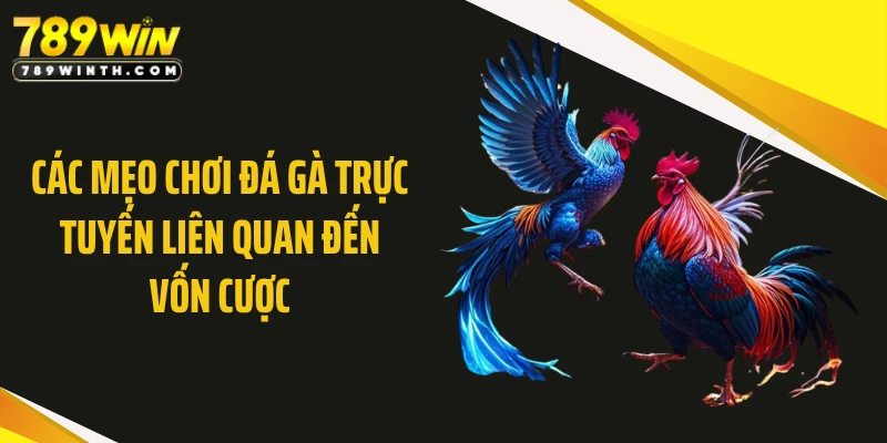 Các mẹo chơi đá gà trực tuyến liên quan đến vốn cược